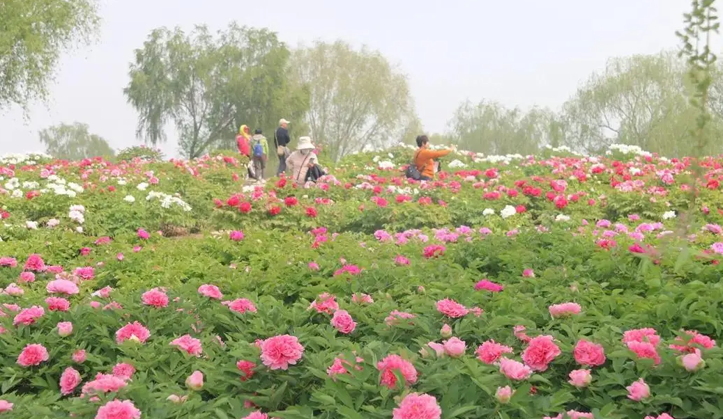 济宁安居牡丹园营业开放 辖区民警赏花区热心护航