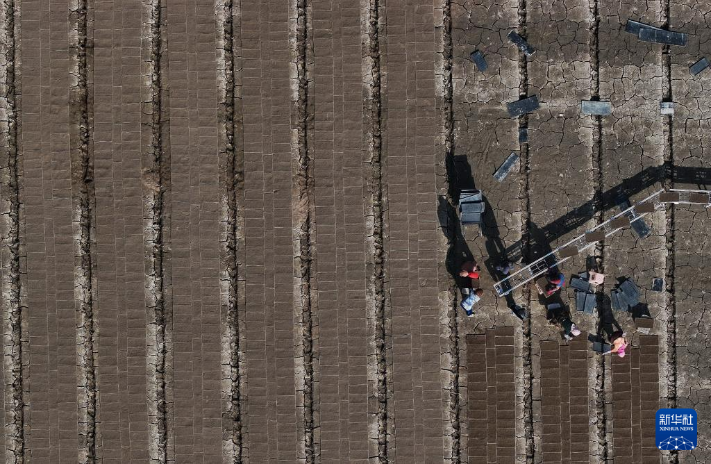 4月15日，唐山市曹妃甸区第四农场的农民在田间摆放水稻育秧盘（无人机照片）。