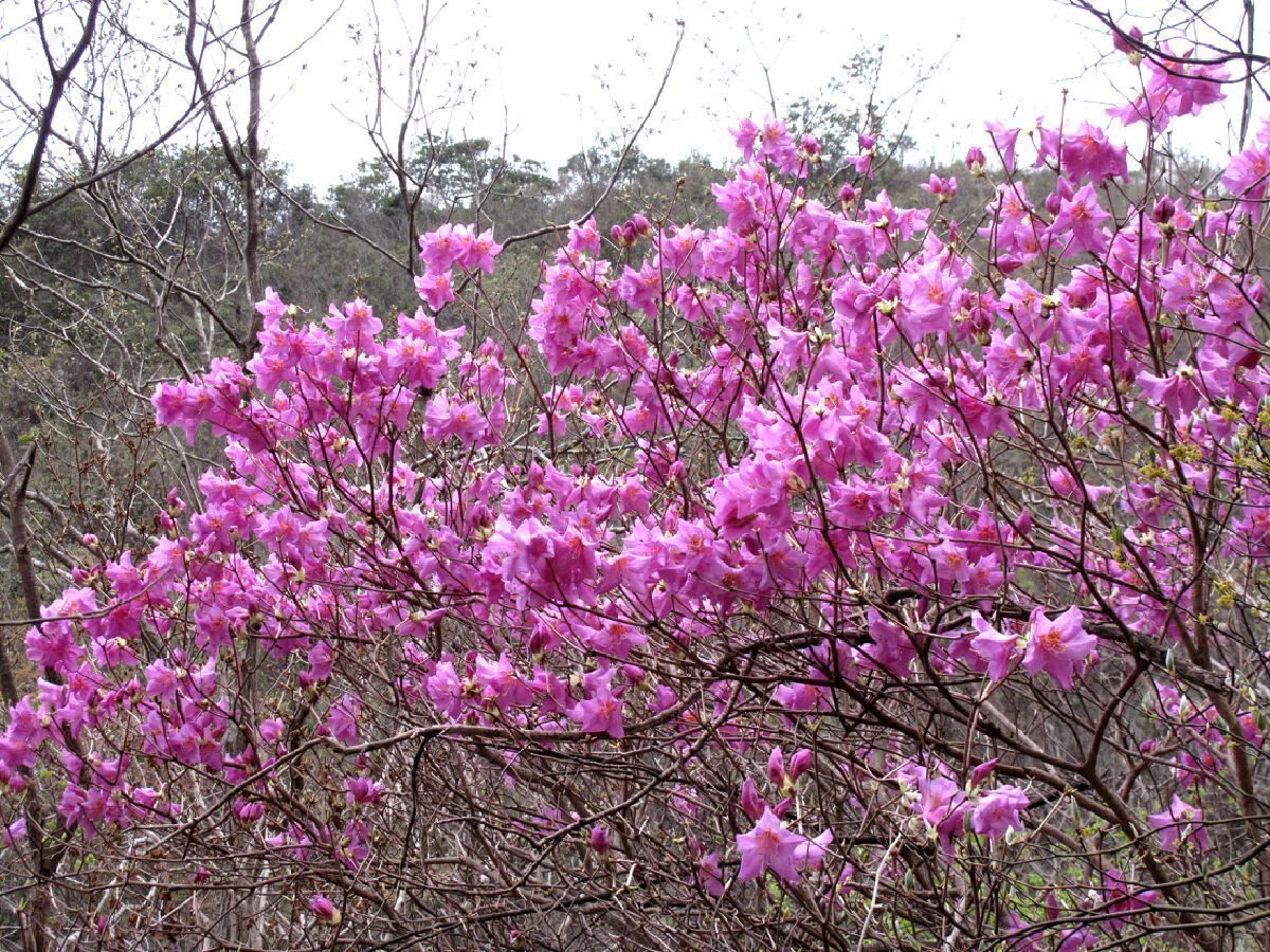 1——龙观乡山顶上的华顶杜鹃大树，盛开时花朵密集，灿若云霞美不胜收.JPG