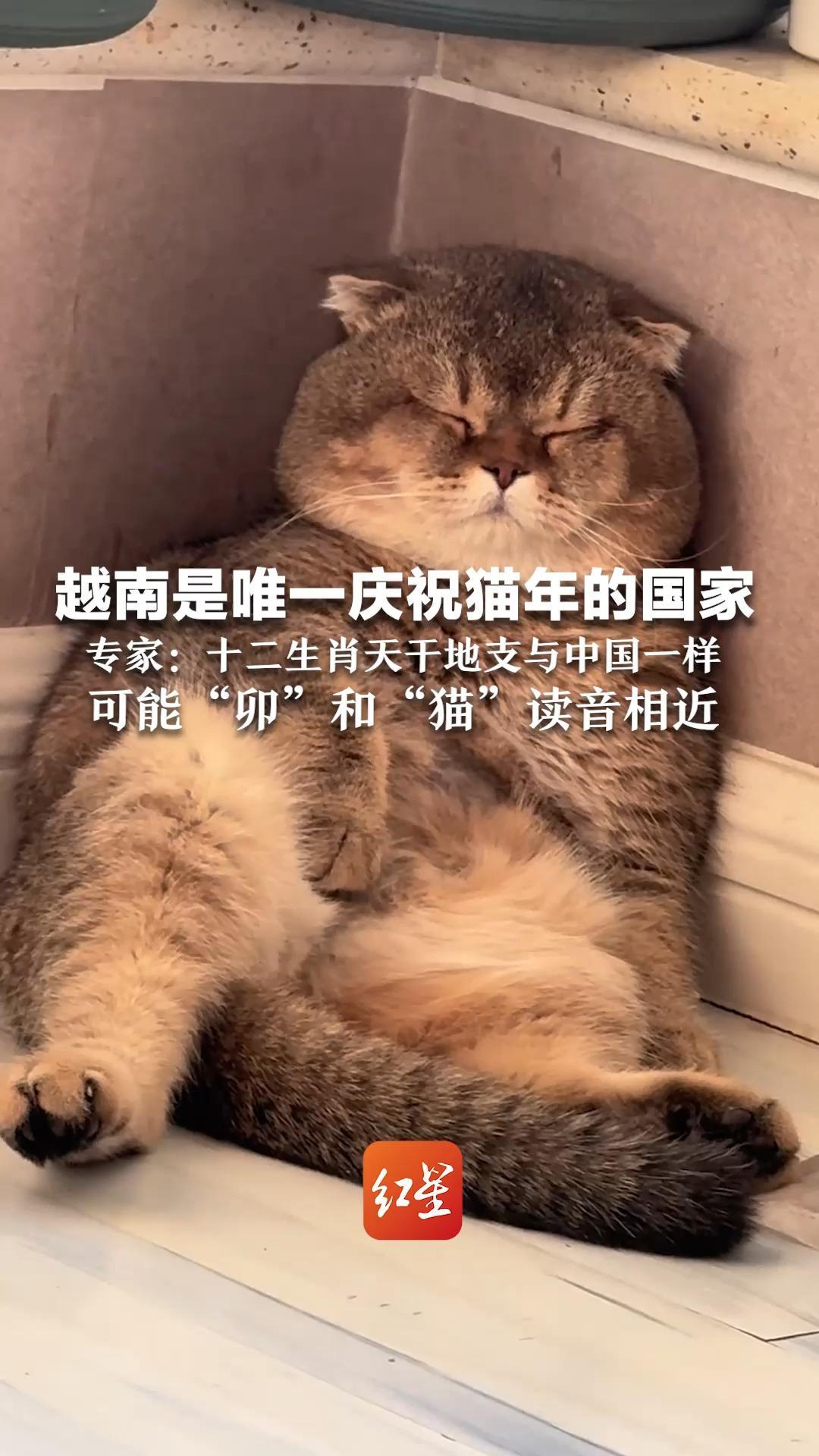 越南是唯一庆祝猫年的国家 专家：十二生肖天干地支与中国一样  可能“卯”和“猫”读音相近