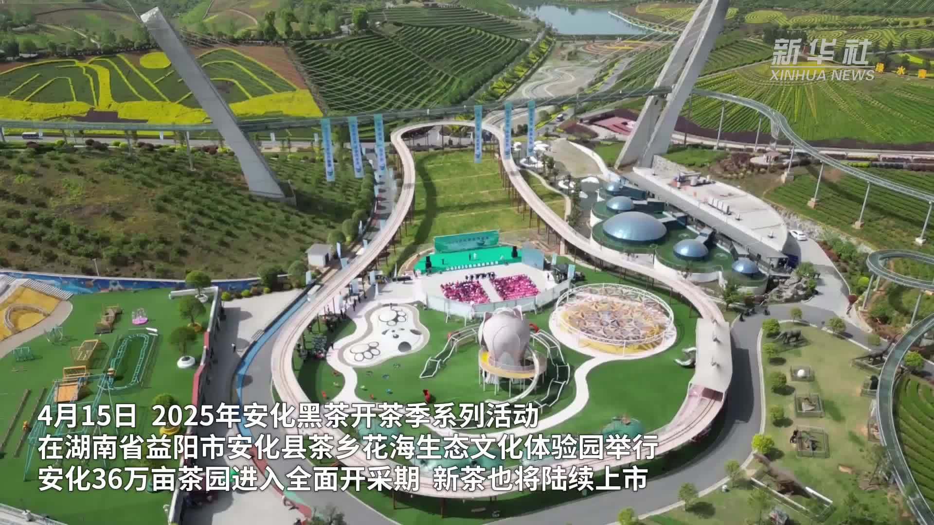 湖南安化：“喊山”迎开园 36万亩茶园全面开采