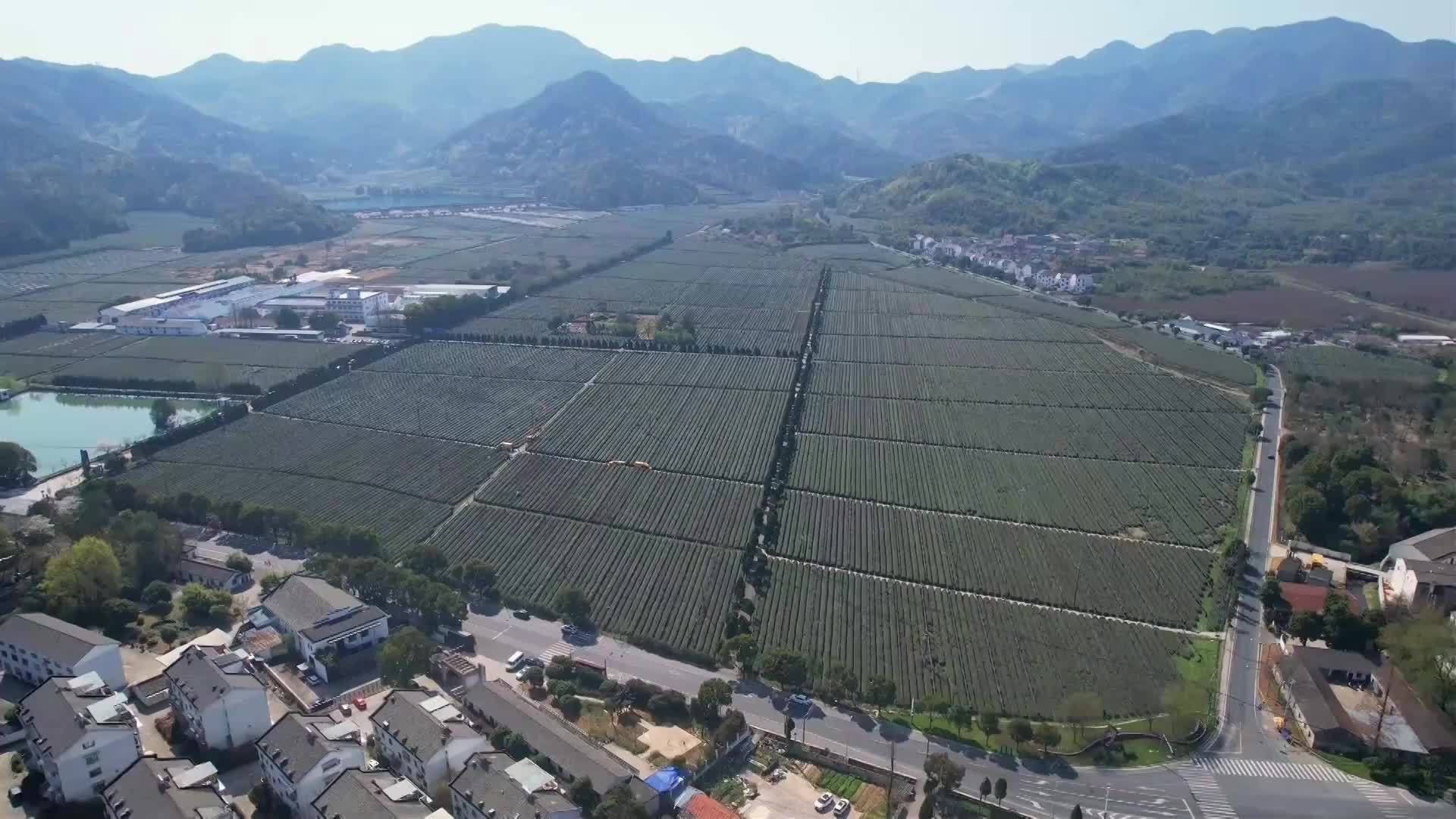 浙江绍兴｜“满格”电力护航春茶“抢鲜”上市