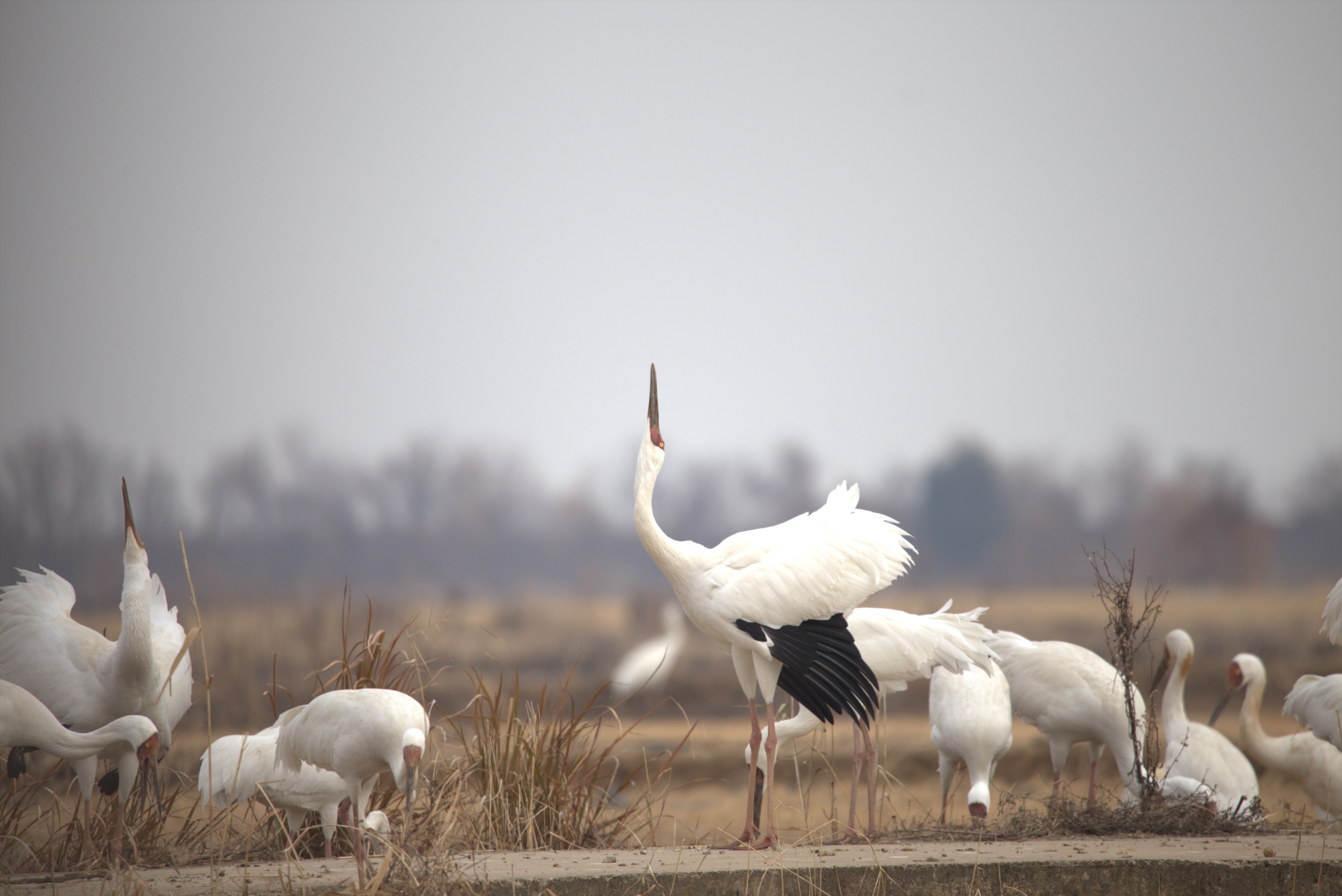鄱阳湖候鸟（永修县委宣传部供图）