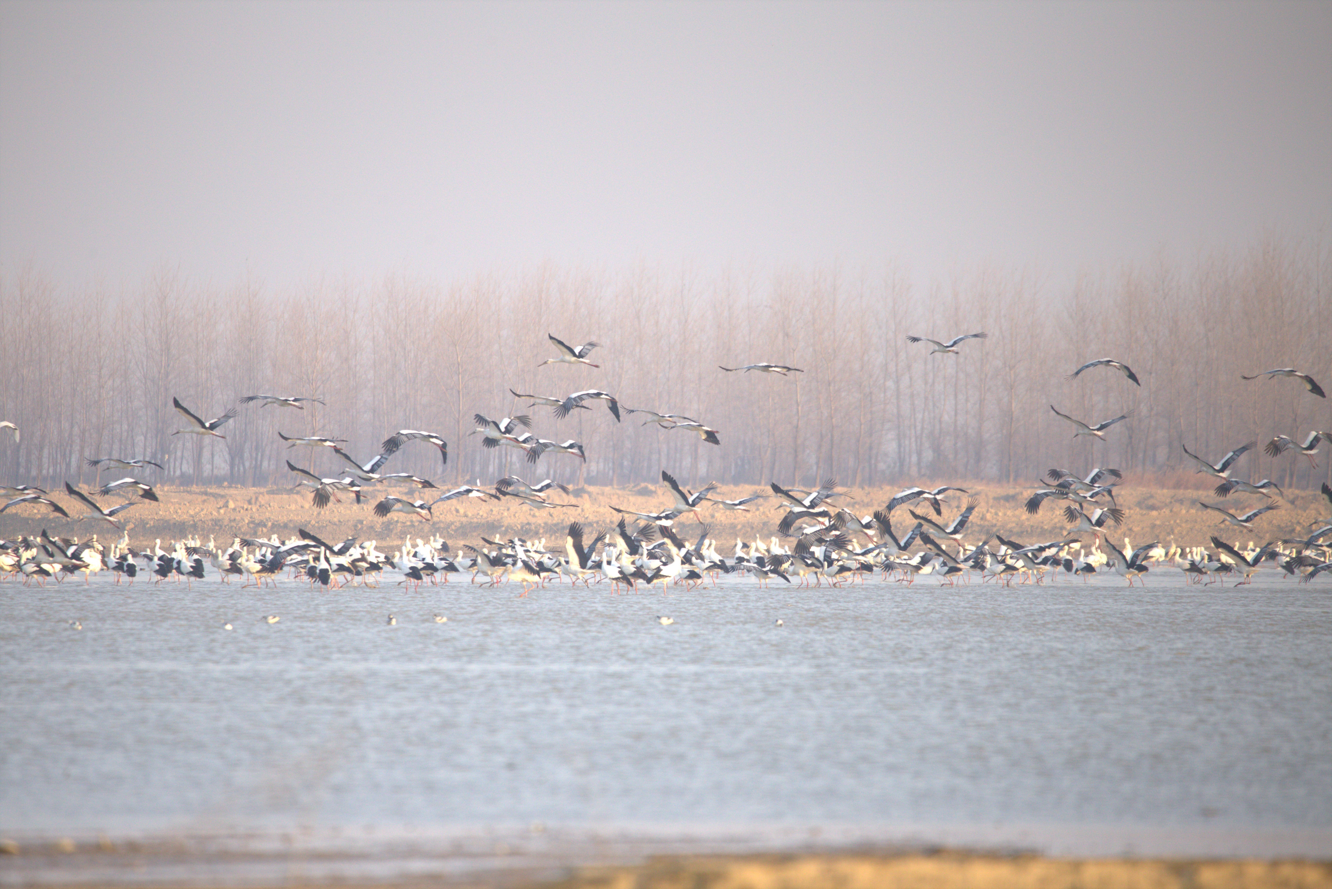 鄱阳湖候鸟（永修县委宣传部供图）