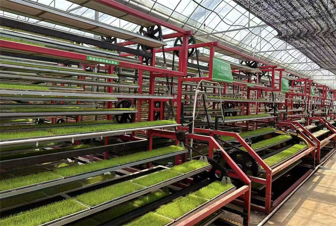 春静水稻种植专业合作社大棚里的育秧机。人民网 刘汕摄