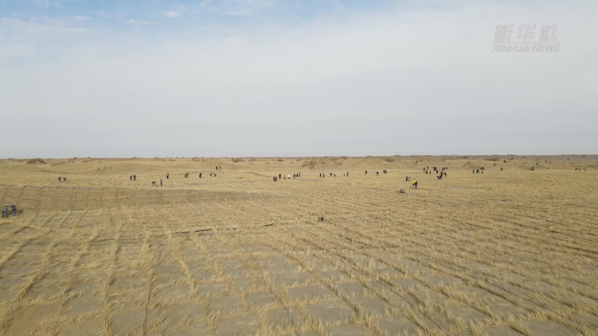 新疆为塔克拉玛干沙漠“扩边”增绿 持续巩固“锁边”成果