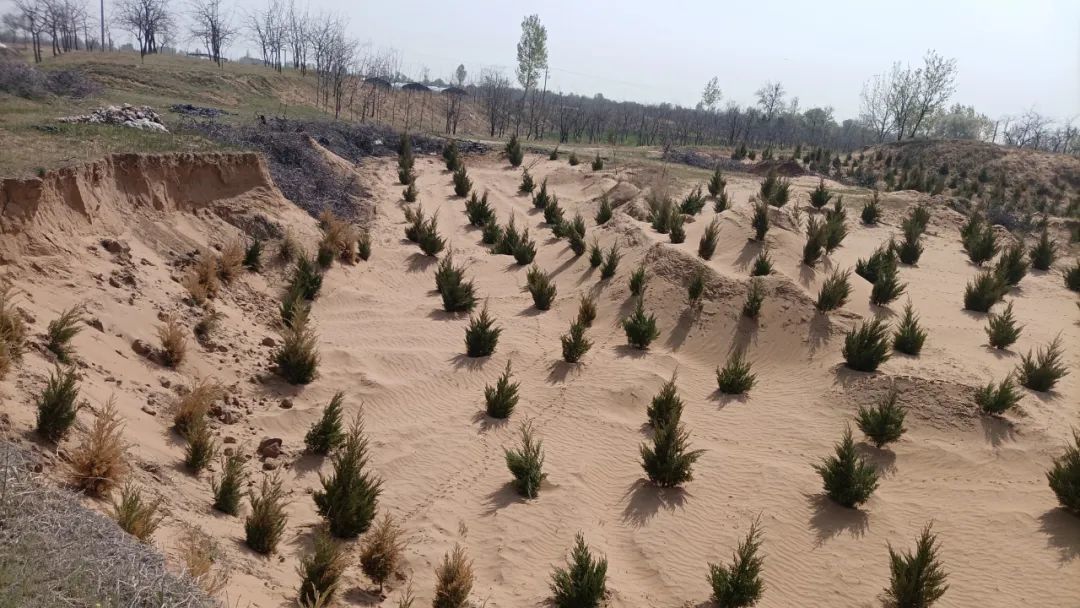 大荔县沙地治理成效