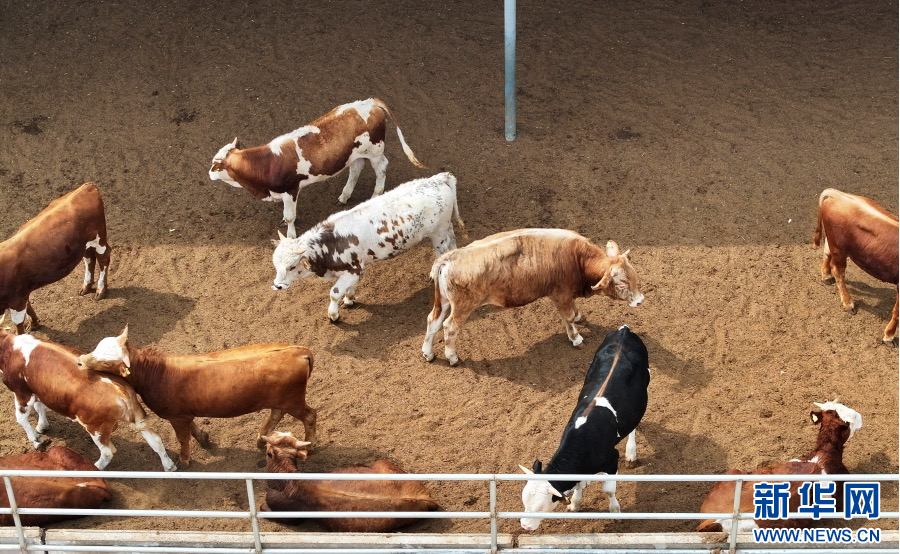 4月8日，河南省洛阳市孟津区横水镇元庄村牧润养殖家庭农场养殖的肉牛。