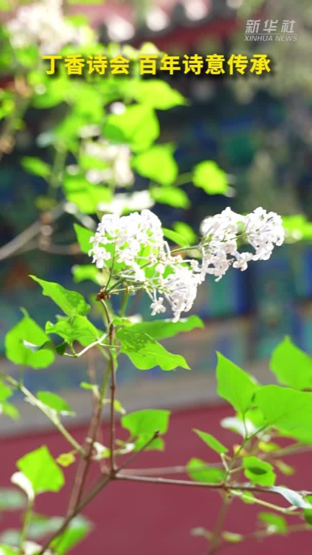 秀我中国｜丁香花开 诗韵自来