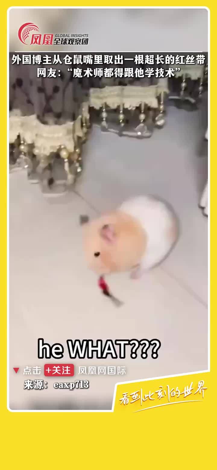 小仓鼠的嘴到底有多能塞！博主从小仓鼠嘴里取出一条超长的红丝带。 #宠物 #仓鼠 #存粮 #养鼠日常
