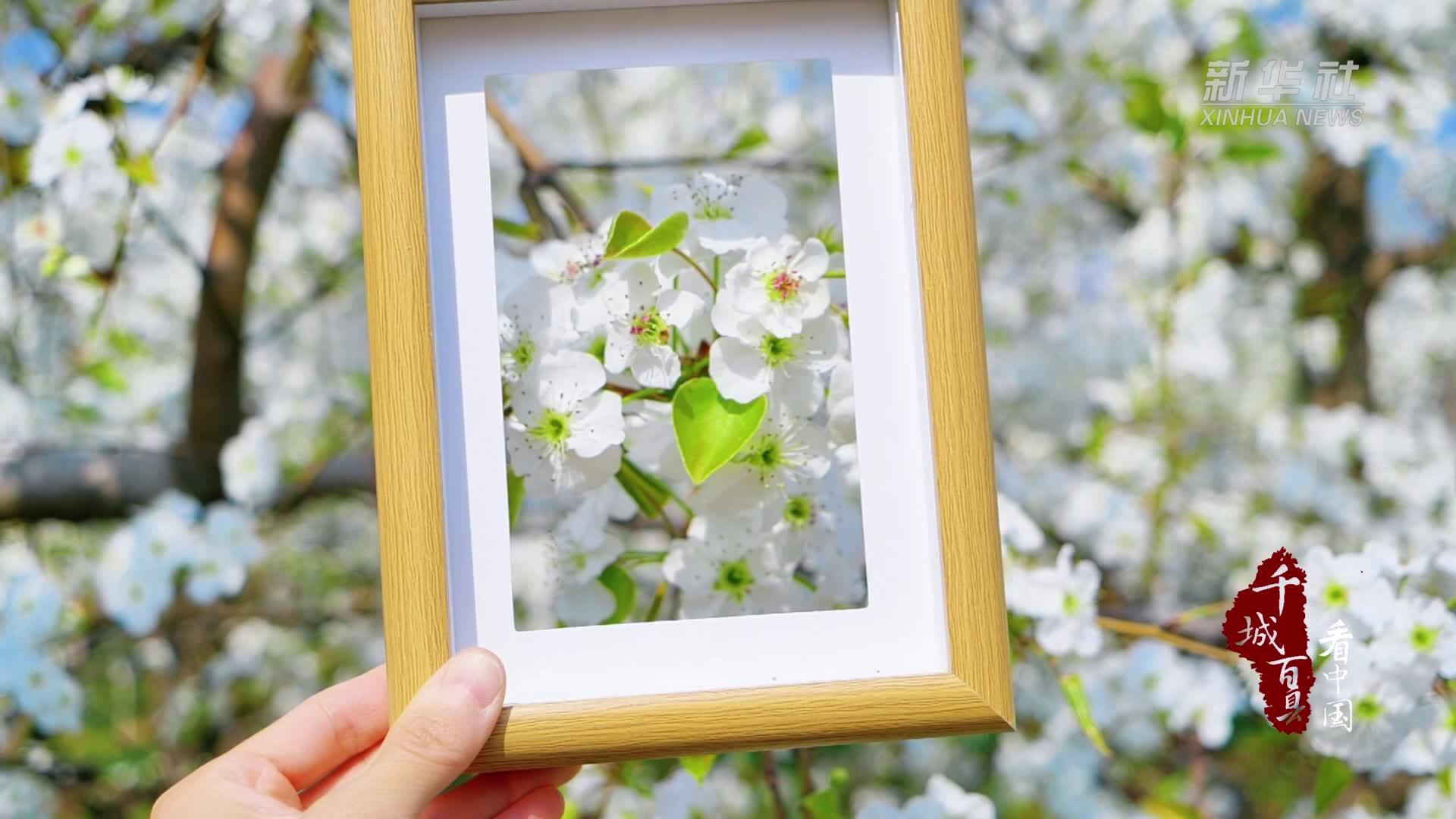 千城百县看中国｜北京顺义：春风轻拂 梨花似雪