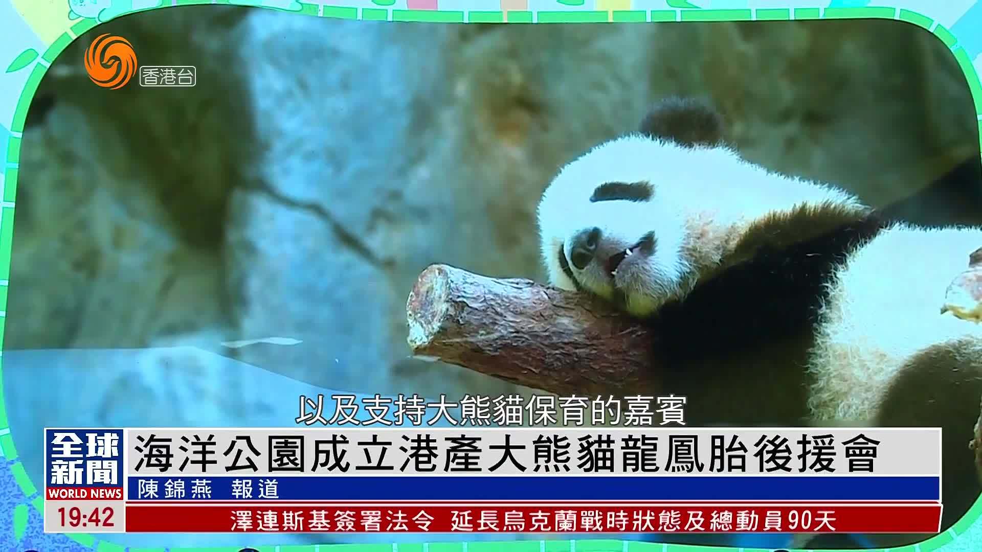 粤语报道｜海洋公园成立港产大熊猫龙凤胎后援会