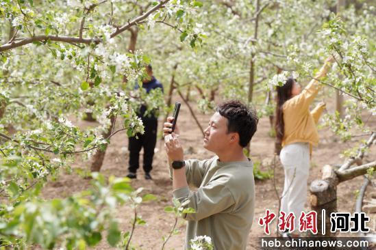 图为4月16日,游客在内丘县岗底村果园游玩拍照。 刘继东 摄