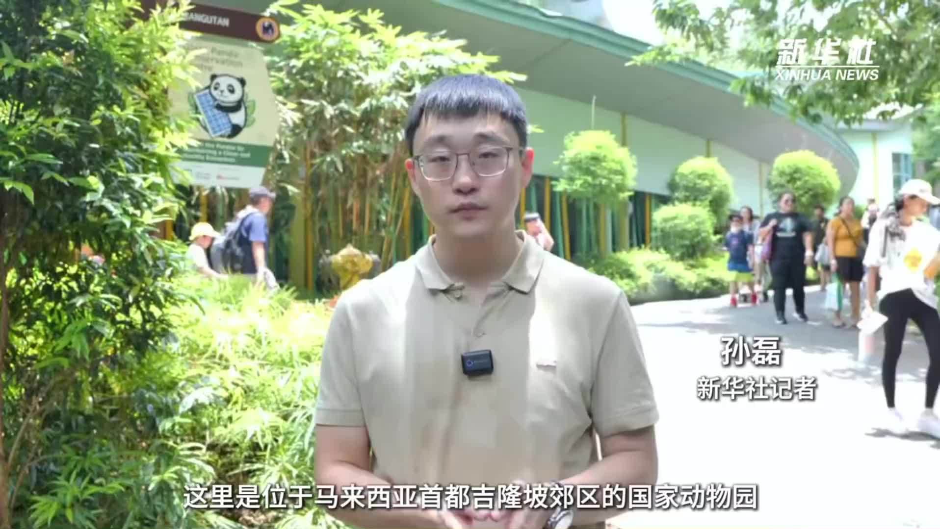 “特别的存在”——旅马大熊猫深受民众喜爱