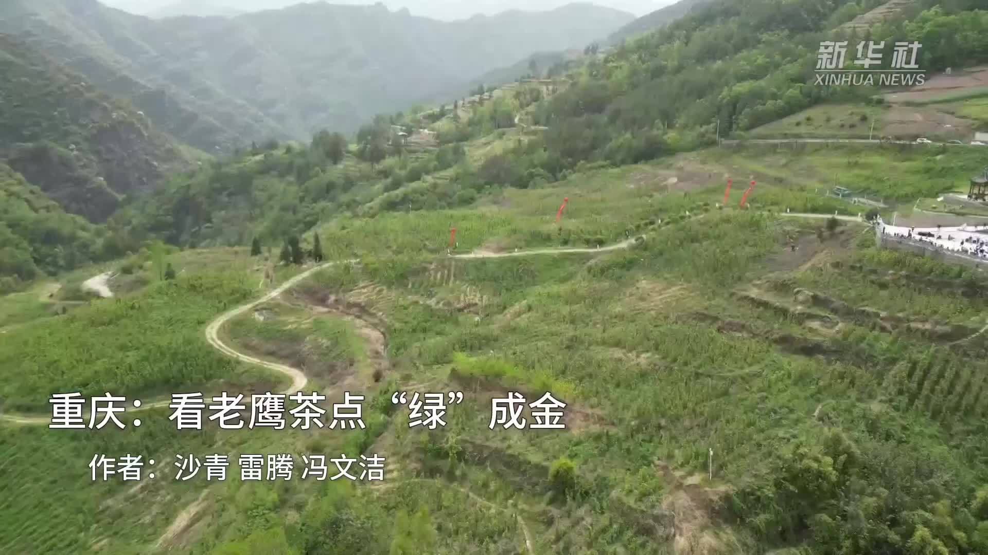 重庆：看老鹰茶点“绿”成金
