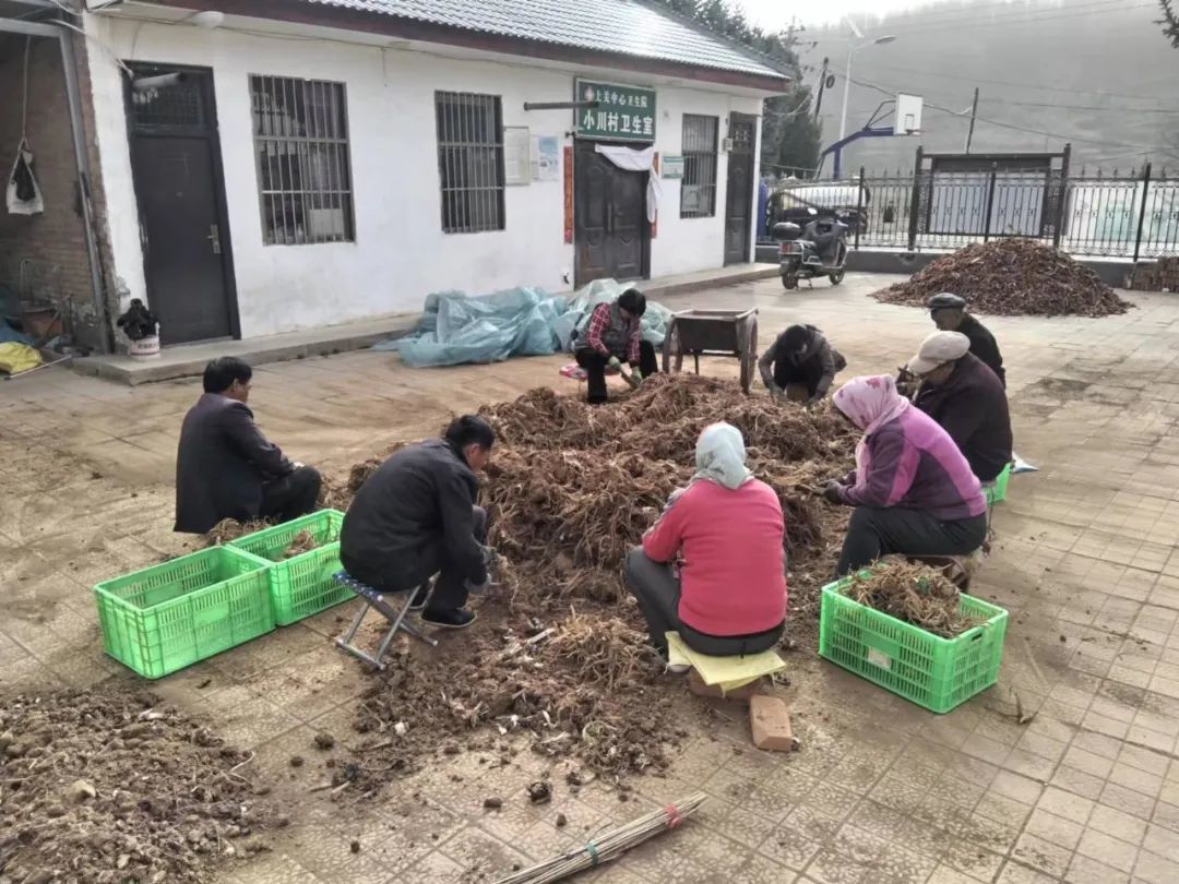 从土疙瘩变身金招牌　华亭春日“药”事安排上了