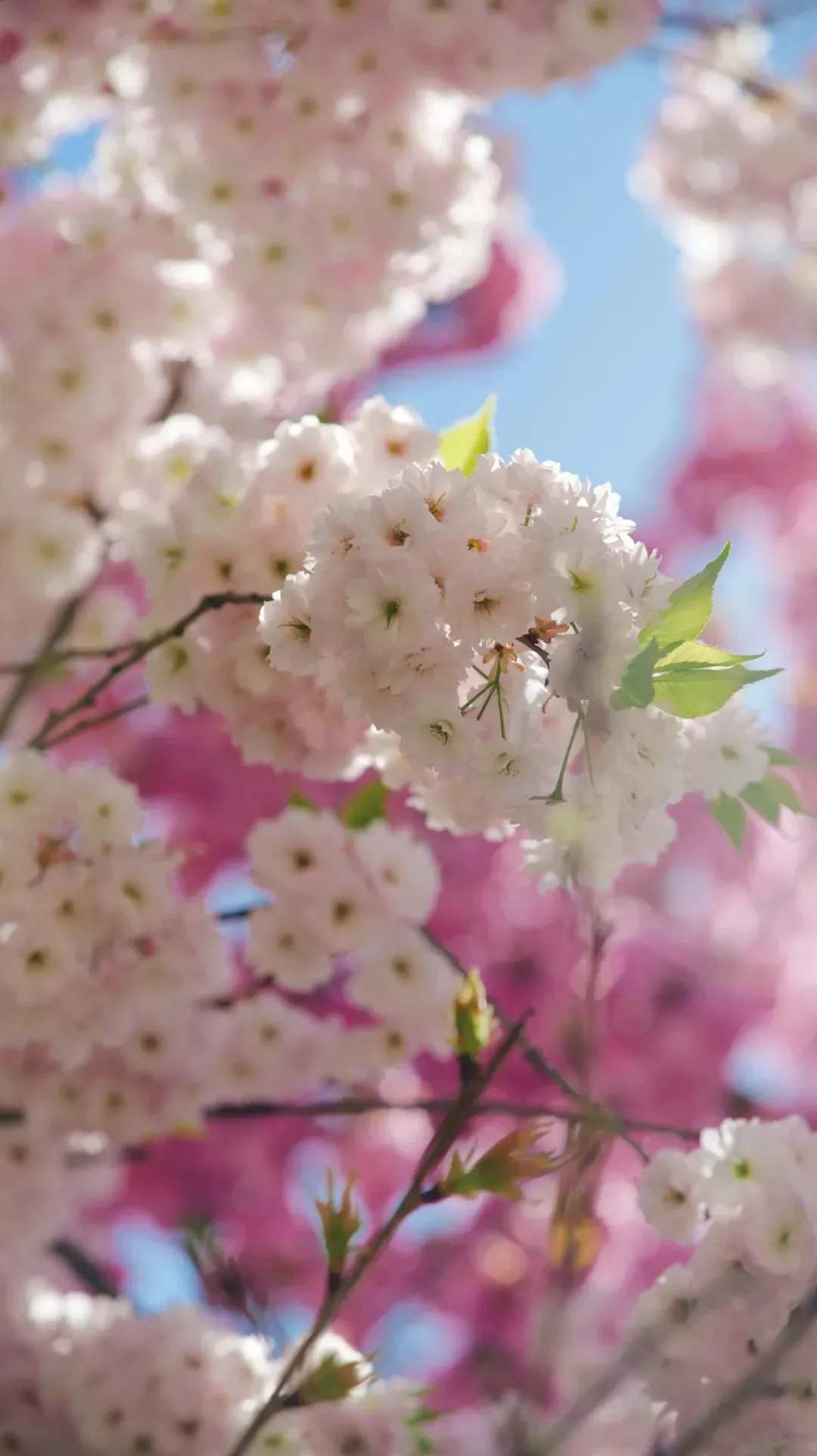 樱花树下站谁都美 在陇南邂逅春日浪漫