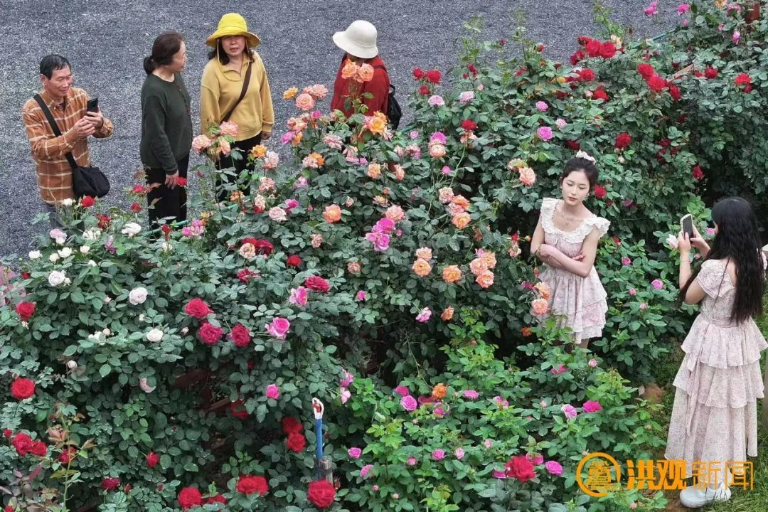 直達(dá)濱江月季園！5月1日，南昌賞花公交專線開通