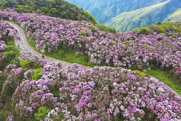 图为双牌县阳明山国家森林公园杜鹃花海美景(无人机照片)。新华社发(周秀鱼春摄)