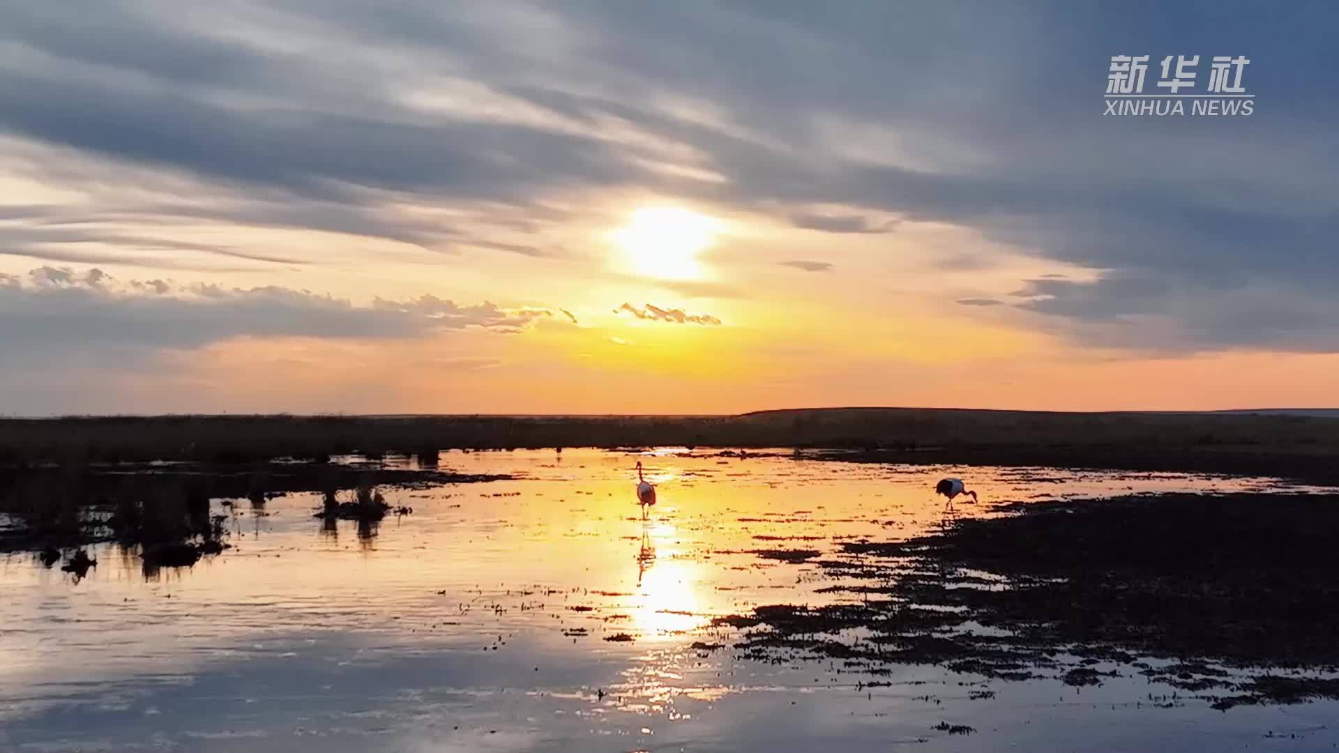 千城胜景｜鹤舞湿地草原