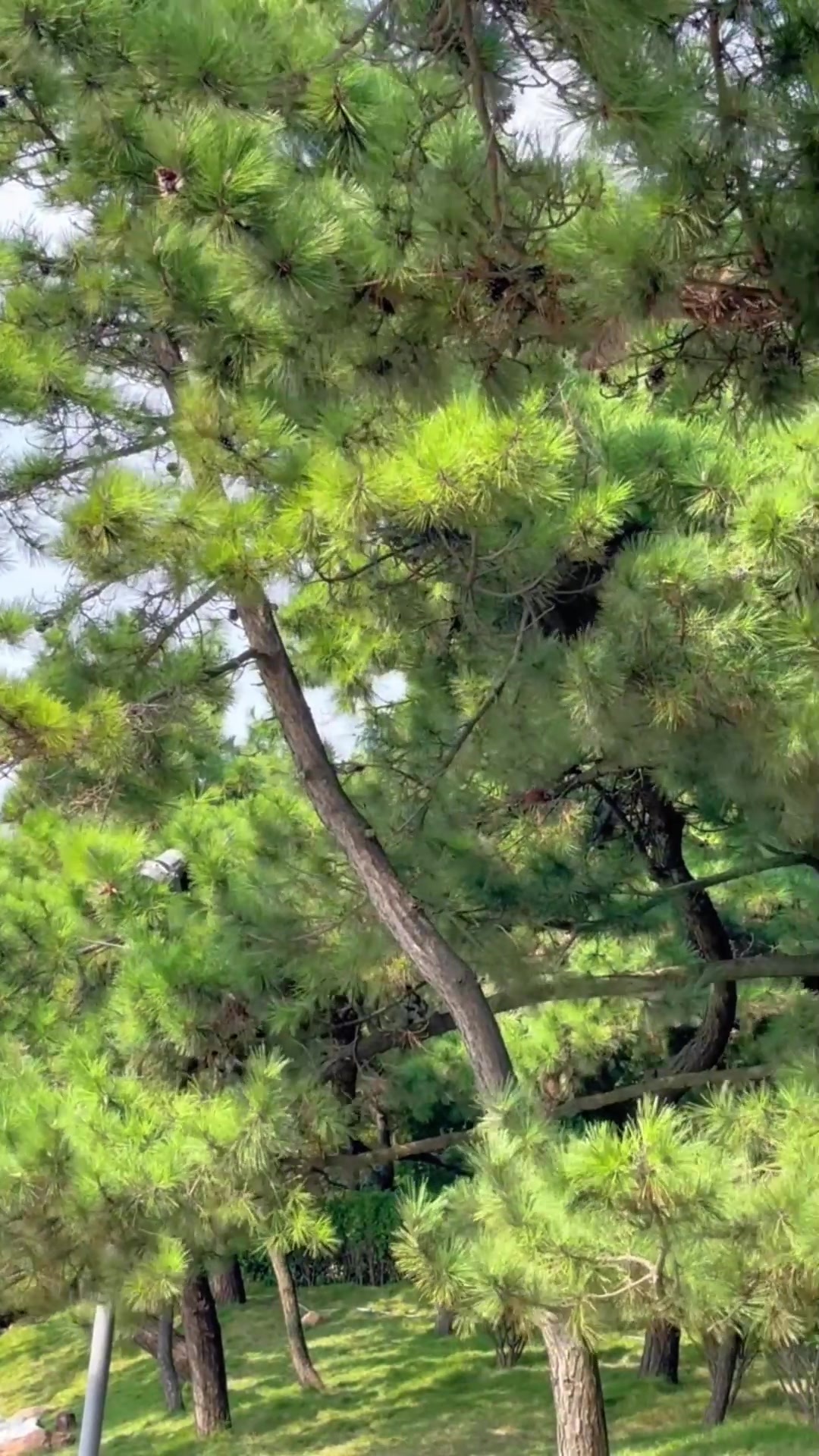 凤凰视频|跟着电影游市南，小青岛隐藏机位大曝光