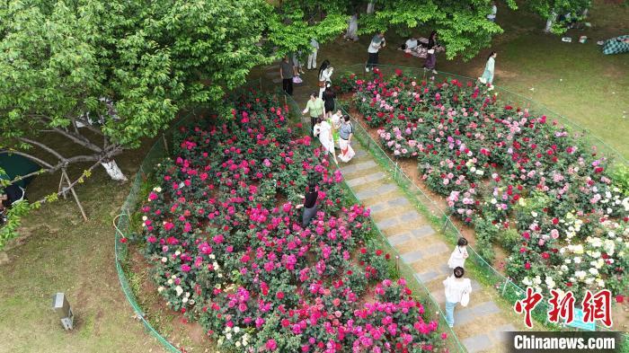 在月季园内打卡拍照的市民游客。(无人机照片) 熊锦阳 摄