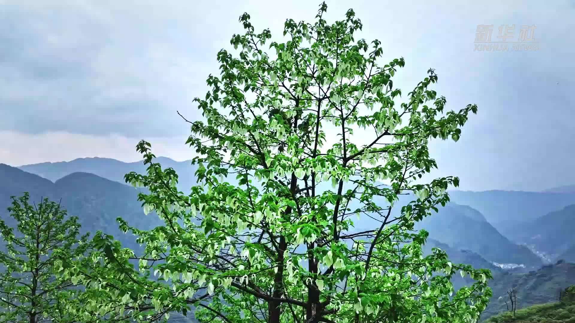 珙桐花开：云南大关“植物活化石”展芳容