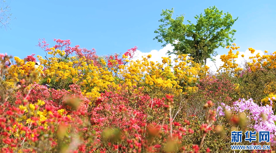 五颜六色的杜鹃花盛开，美不胜收。新华网发