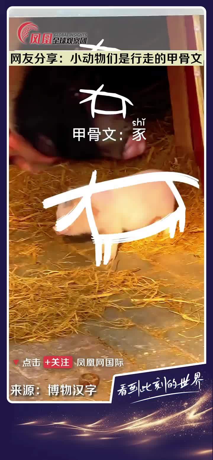原来甲骨文中的象形字真的很形象啊，古人真的太有智慧了。 #汉字 #甲骨文 #象形字 #智慧