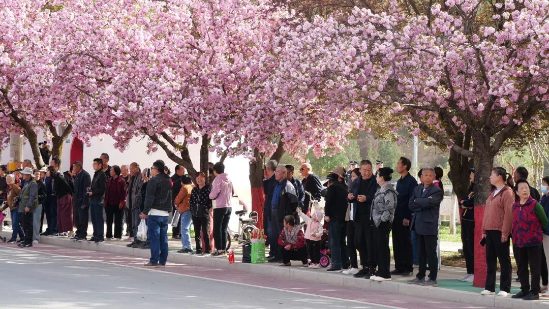 樱花树下站谁都美 在陇南邂逅春日浪漫