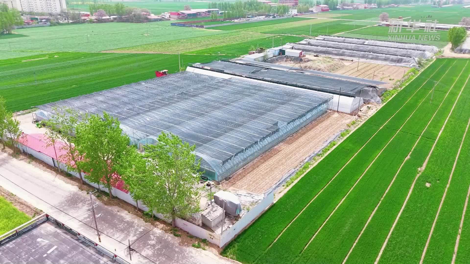 千城胜景｜河北馆陶：规模化育苗新图景