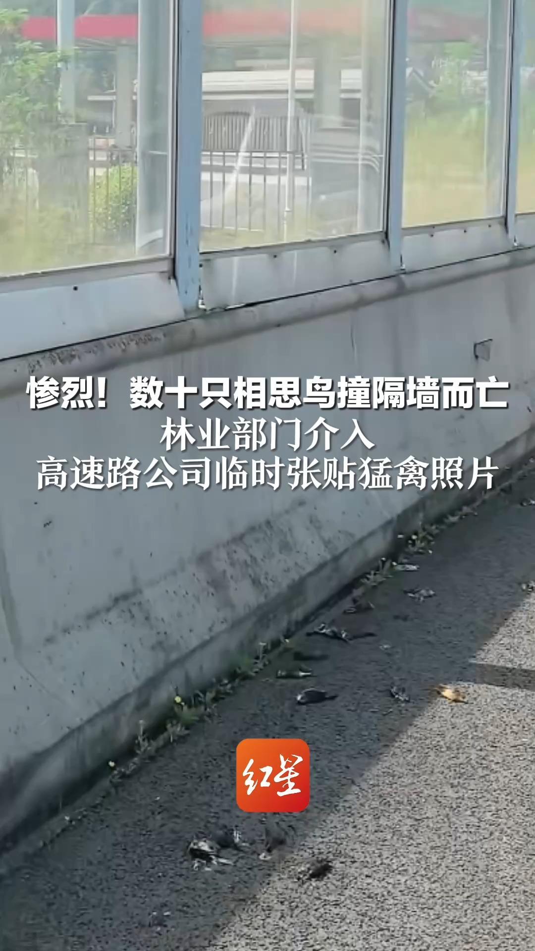 惨烈！数十只相思鸟撞隔墙而亡 林业部门介入 高速路公司临时张贴猛禽照片