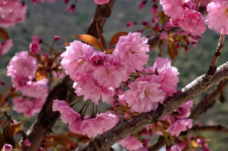本组文图来源@陇南宕昌发布
