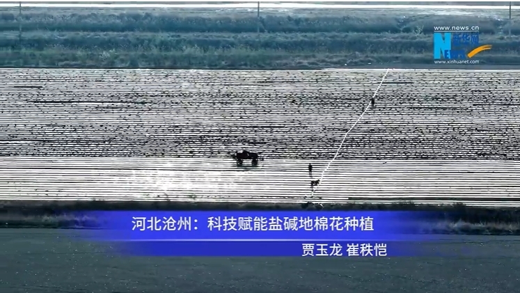 河北沧州：科技赋能盐碱地棉花种植