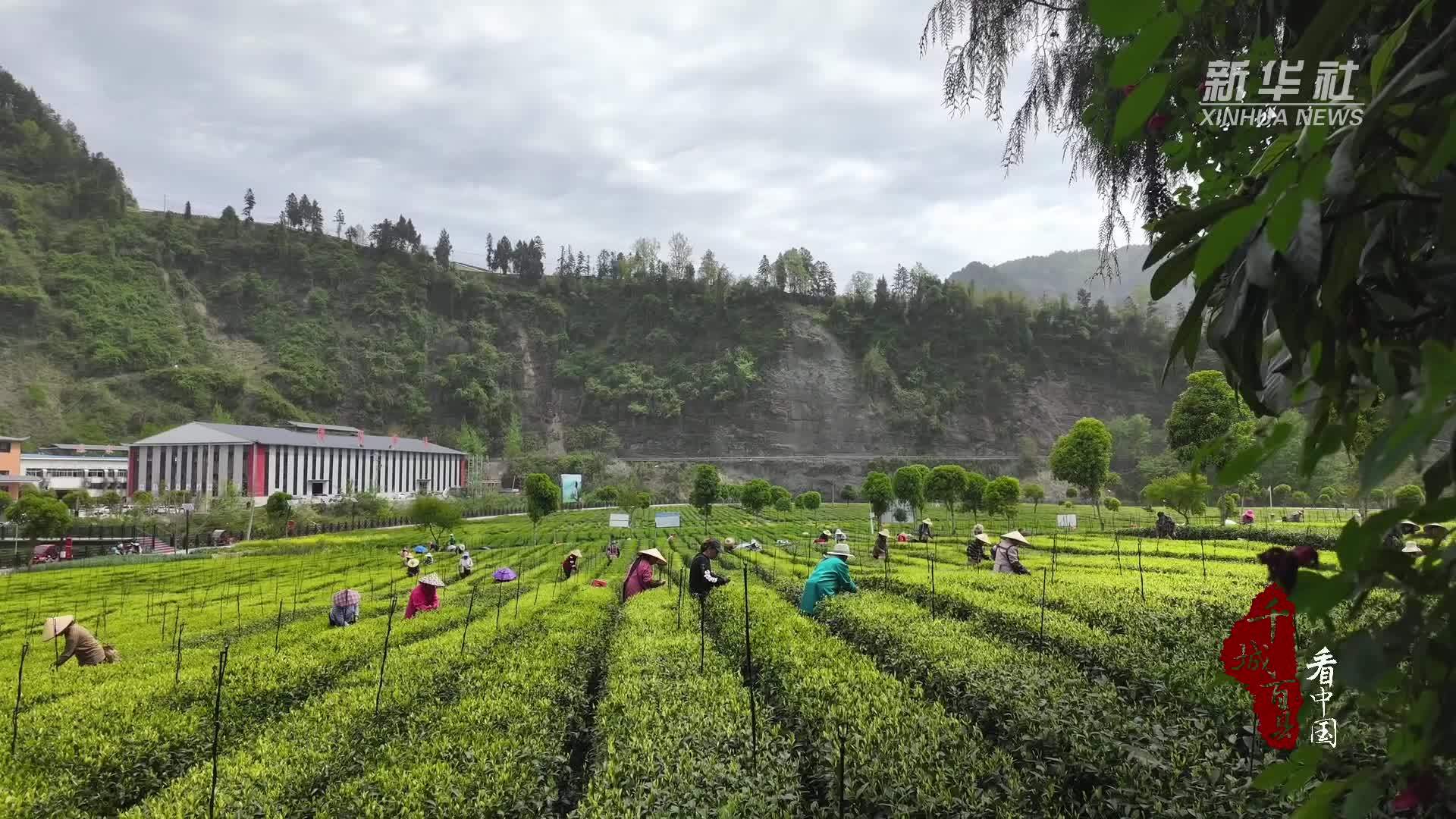 千城百县看中国｜湖北咸丰：一芽一叶绘春景