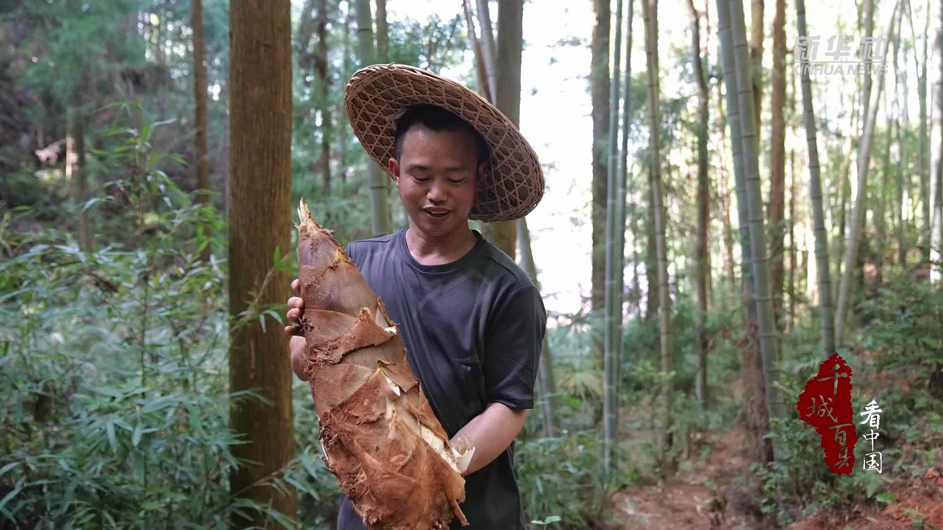 千城百县看中国｜福建寿宁：又到一年挖笋季