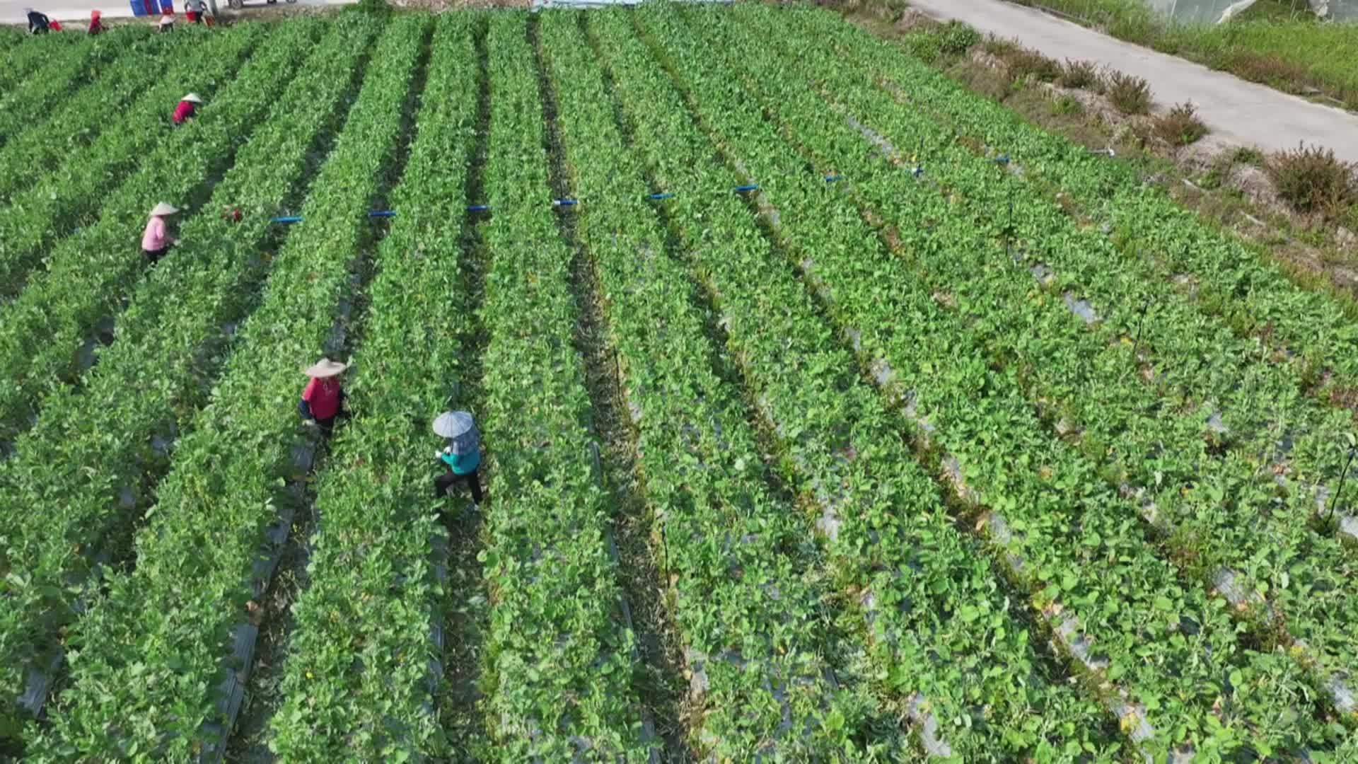 广东清远：智慧大棚让蔬菜采收全年“不打烊”