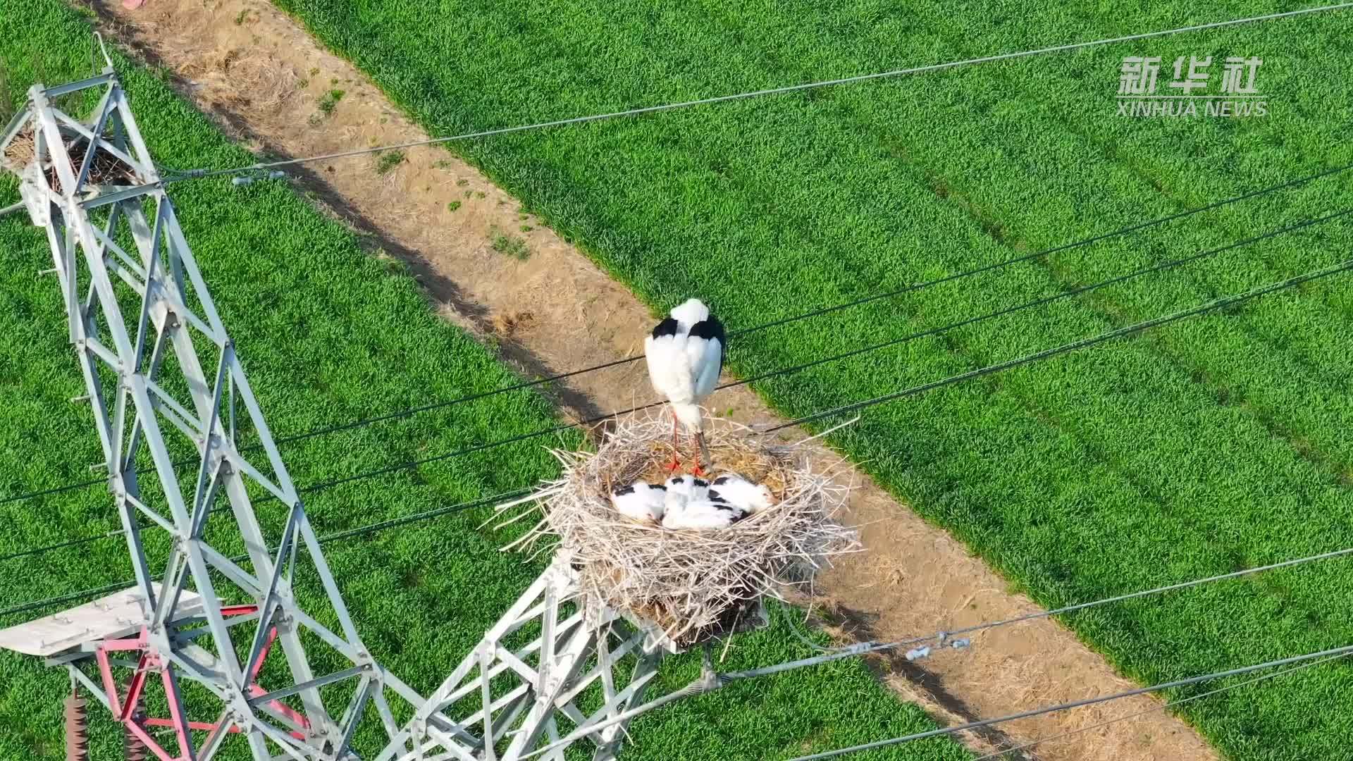 江苏扬州：为东方白鹳育雏构建立体“防护网”