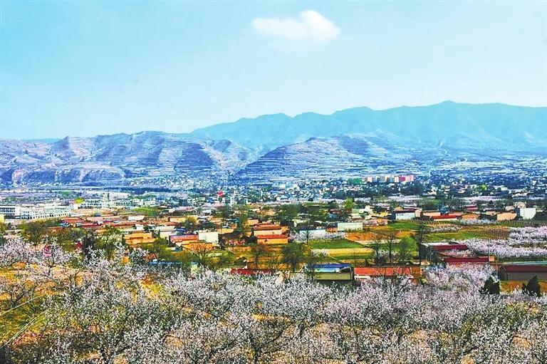 新阳镇杏花盛景