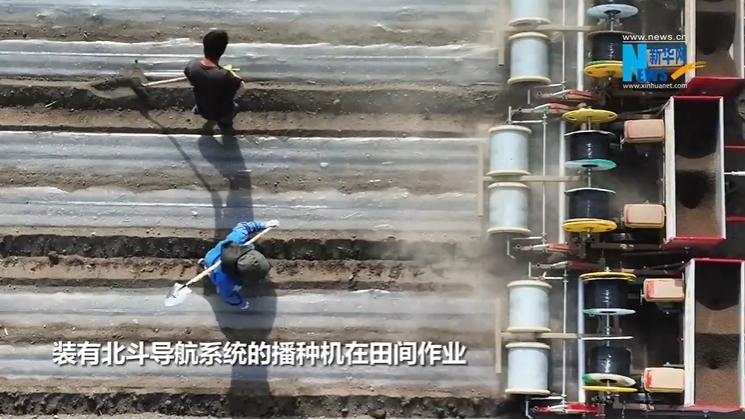 河北沧州：科技赋能盐碱地棉花种植