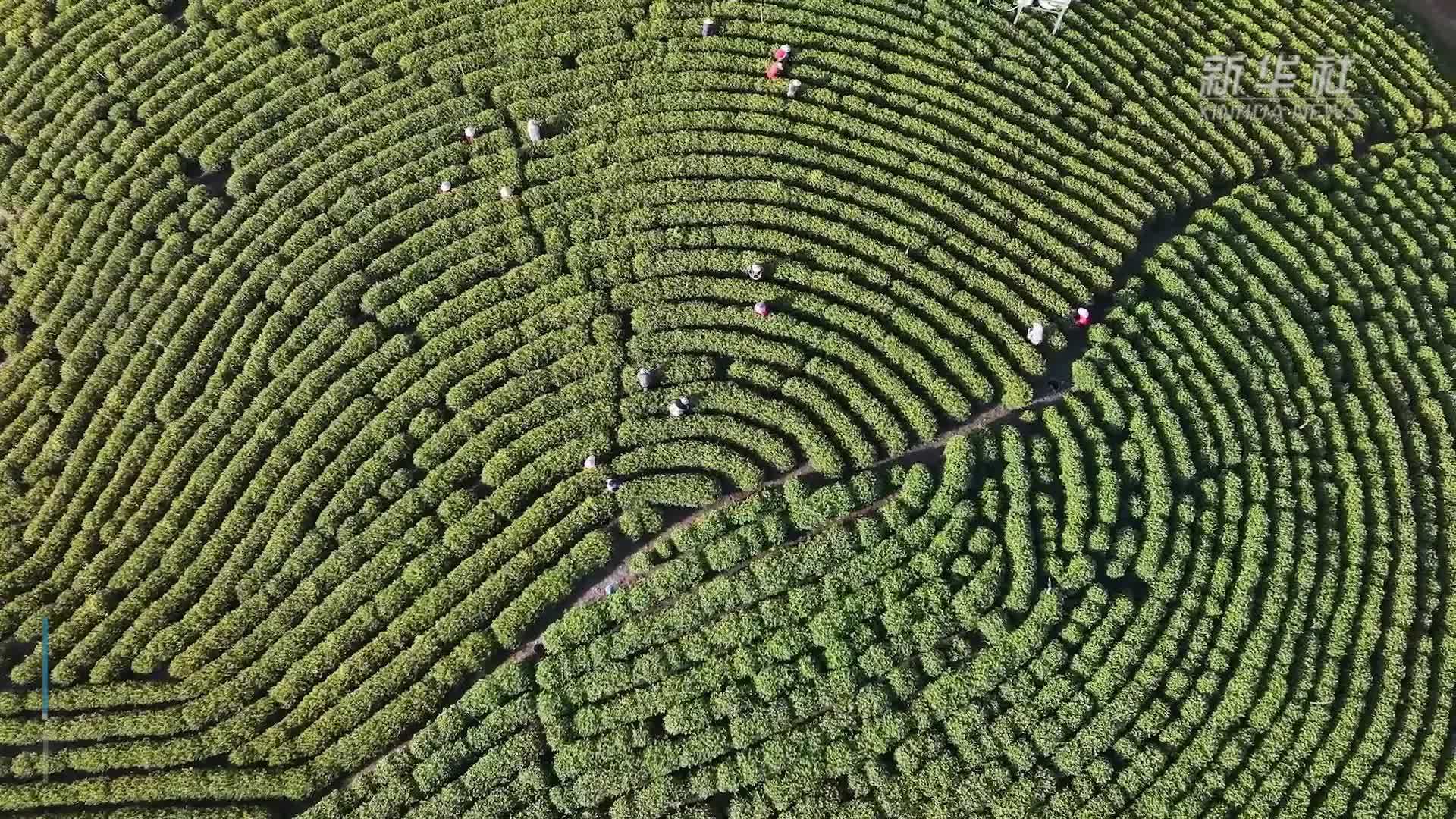 万亩茶园景如画 和美乡村采茶忙
