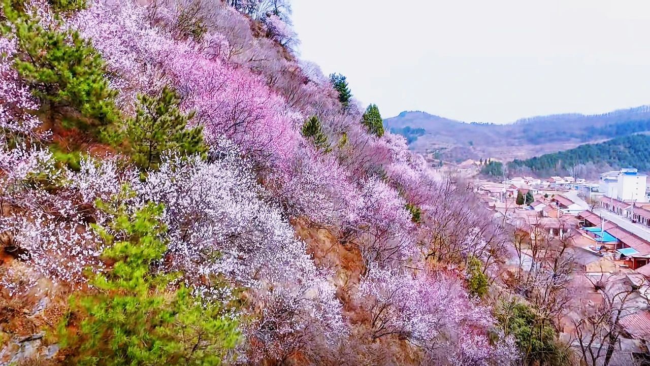 春日华亭有约 花花世界惹人“桃”醉