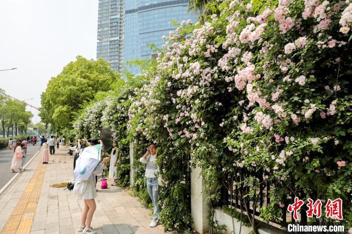 湖北武汉：百米蔷薇“花瀑”墙引民众争相打卡
