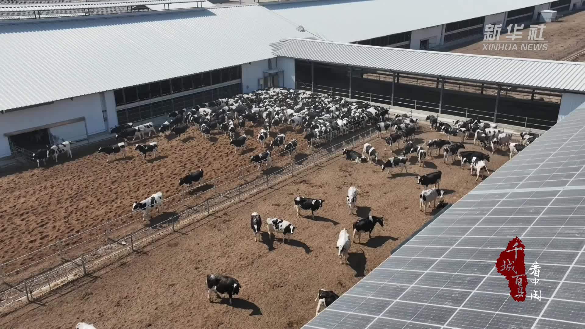 千城百县看中国｜山东冠县：科技赋能 让“牛经济”“牛”劲十足