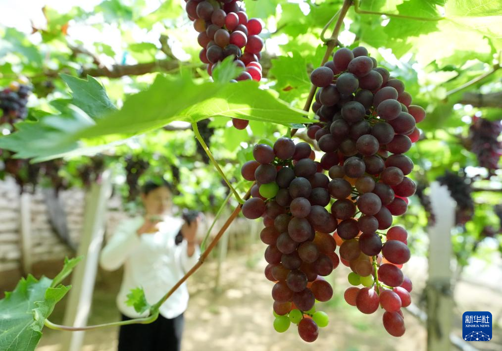 4月25日，河北省卢龙县石门镇刘士营村一顺葡萄种植合作社的社员在大棚内管护即将成熟的葡萄。