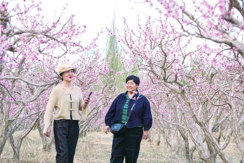 日前，敦煌鸣沙山下千亩桃园桃花盛开。新甘肃&middot;甘肃经济日报通讯员　王斌银　周玉玲　摄