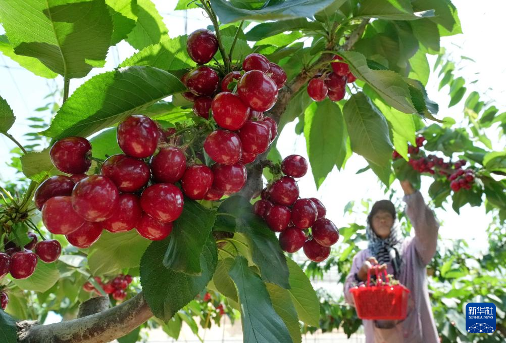 4月25日，河北省卢龙县蛤泊镇两县店村益民家庭农场的工人在大棚内采摘樱桃。