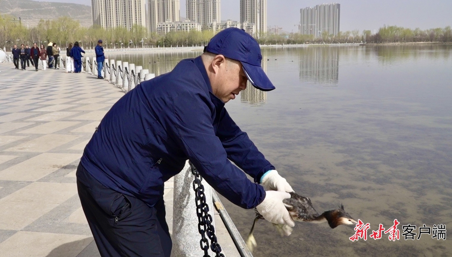 定西市安定区林草局工作人员将凤头䴙䴘放归自然　安定区融媒体中心供图