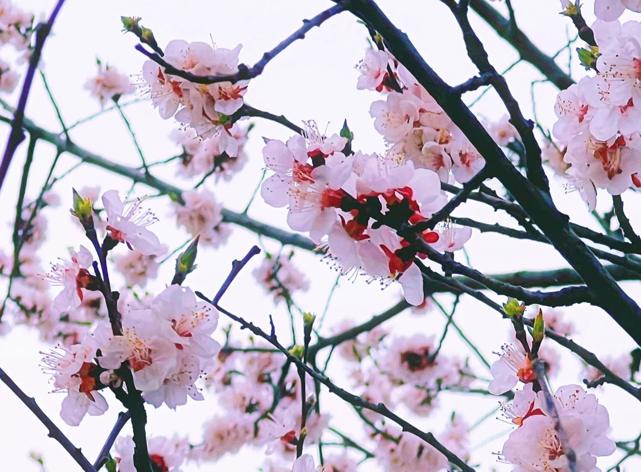 春日华亭有约 花花世界惹人“桃”醉