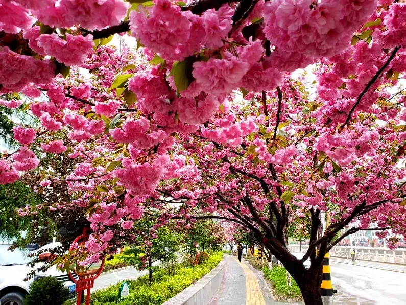 樱花树下站谁都美 在陇南邂逅春日浪漫